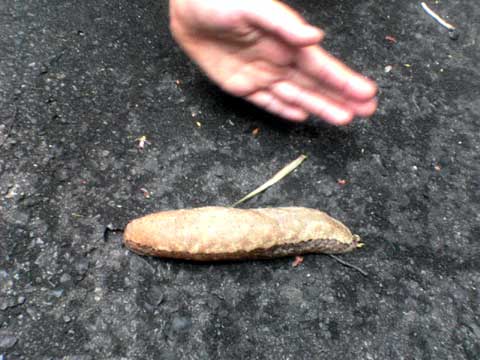 なめくじ１