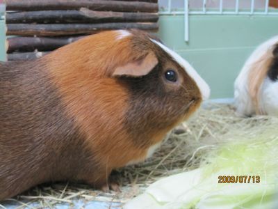 マフ、つるつる