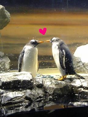 ペンギンラブ♪