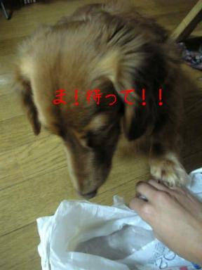 待って！！