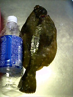 カレイ.jpg