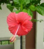 マレーシア表紙