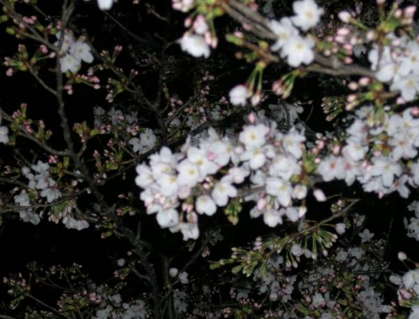 2007-sakura-6