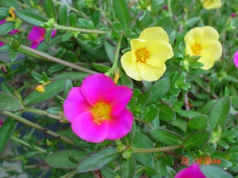 花２