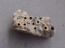 hatinosu2