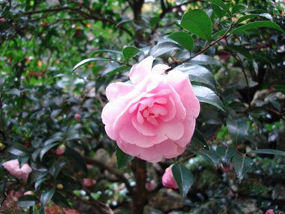 三千院　山茶花