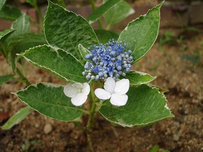 斑入り葉紫陽花