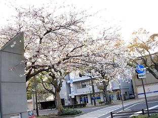 市内の桜