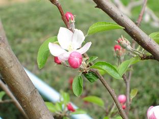 姫りんごの花