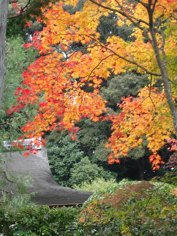 東福寺の紅葉