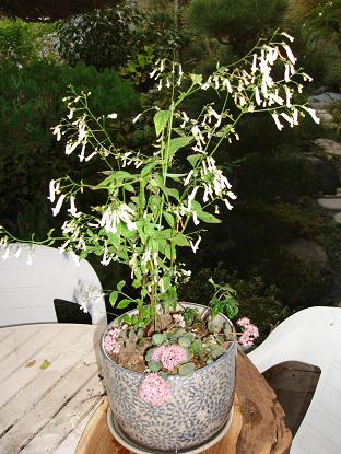 秋チョウジ等寄せ植え