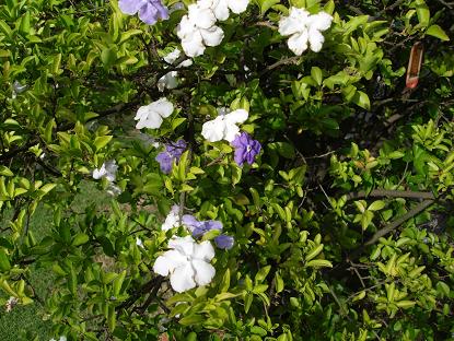 白と紫の花