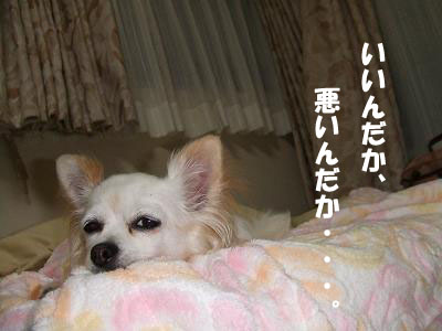 あきれちわわ。