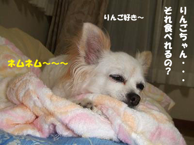 ねぼけちわわ。