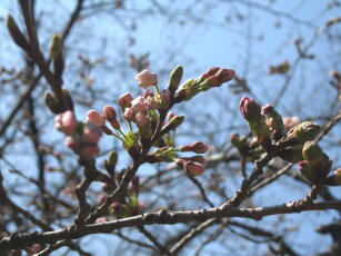 桜のつぼみ