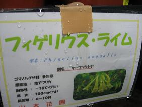 フィゲリウス