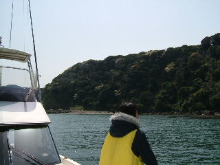 富浦湾内、山桜咲く、２