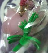 福島　しゃくなげ