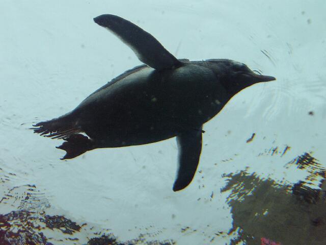 ペンギン