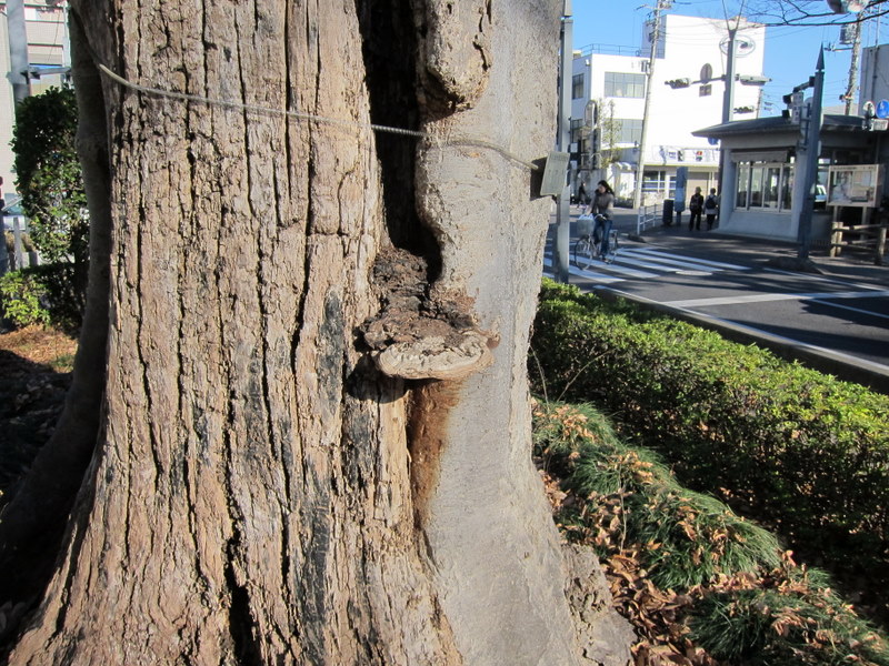 サルノコシカケ