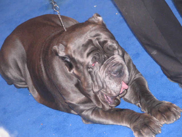 dog show 019.jpg