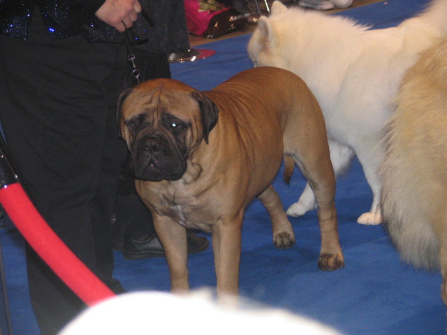 dog show 007.jpg