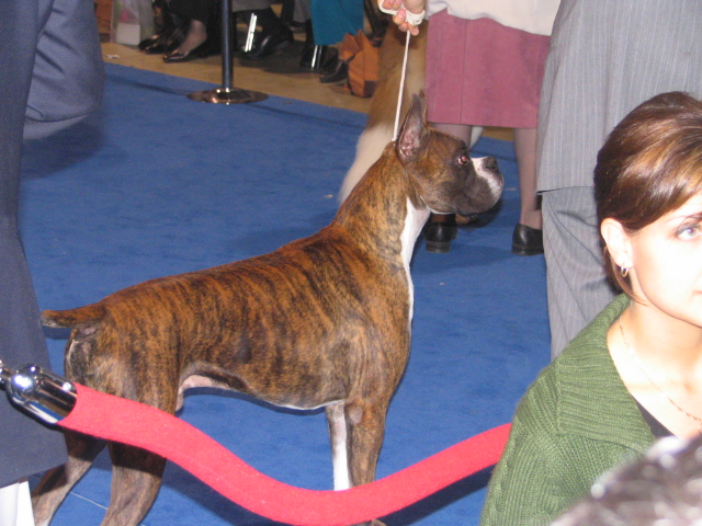 dog show 004.jpg