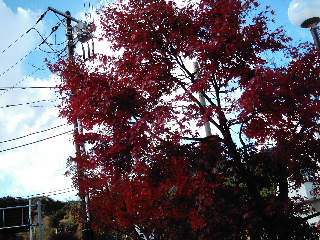 塩原の紅葉