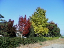 ねこにんの里の紅葉　その後１