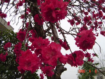 美しく咲いた花桃