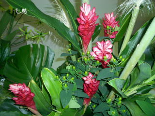 レッドジンジャー１０