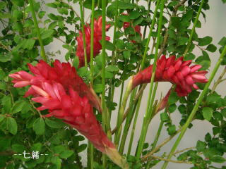 レッドジンジャー２０