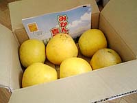 宇和ゴールド