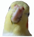 (;´ρ`)