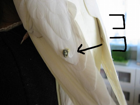 おいらもそろそろヤキが回ったぜ