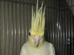 よく政宗に八つ当たりされる小次郎