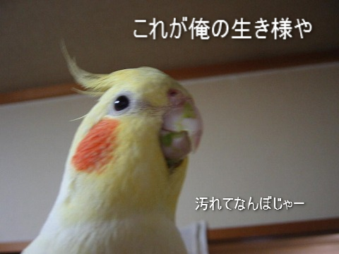 政宗生き様