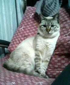 ちょっと凛々しい？