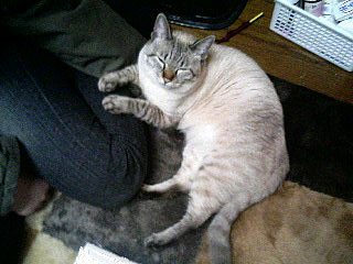 うつらうつら？