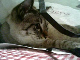 何が楽しいの？