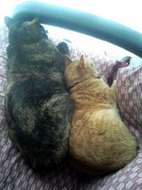 クロでかいよ。