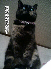 偉そうだな…。