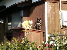 ひなたぼっこ。