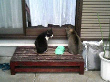 住み着きにゃんず。