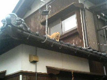 とら。