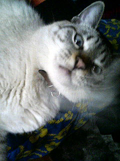 ストラップ狙ってます。