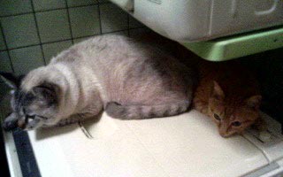 うめとらまん。