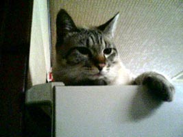 へっ。