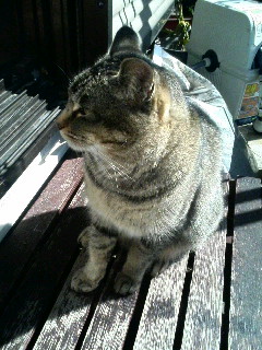 きじこちゃん。