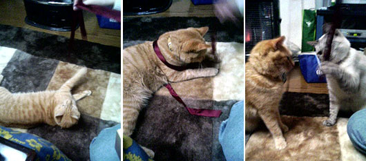 リボンで遊んでみる。